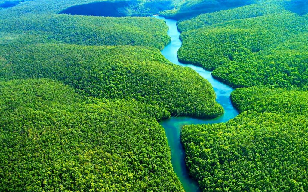 Amazon Ormanları