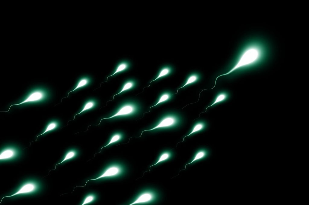 Sperm